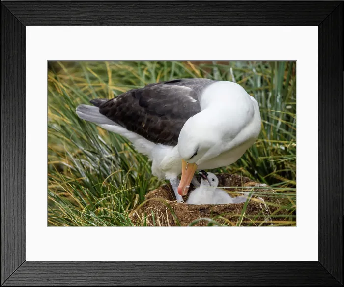 Framed Print : Black-browed albatross (Thalassarche melanophris), West Point Island, East Falkland, Falkland Islands
