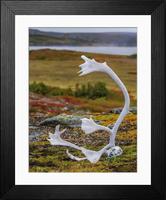 Framed Print : Caribou antlers on the tundra at Wolf Lake in Nunavik, Quebec, Canada Framed Print : Caribou antlers on the tundra at Wolf Lake in Nunavik, Quebec, Canada
