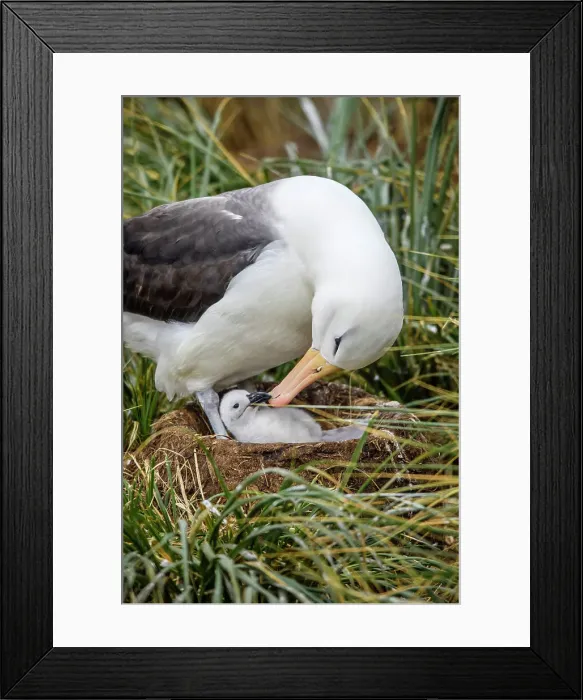 Framed Print : Black-browed albatross (Thalassarche melanophris), West Point Island, East Falkland, Falkland Islands