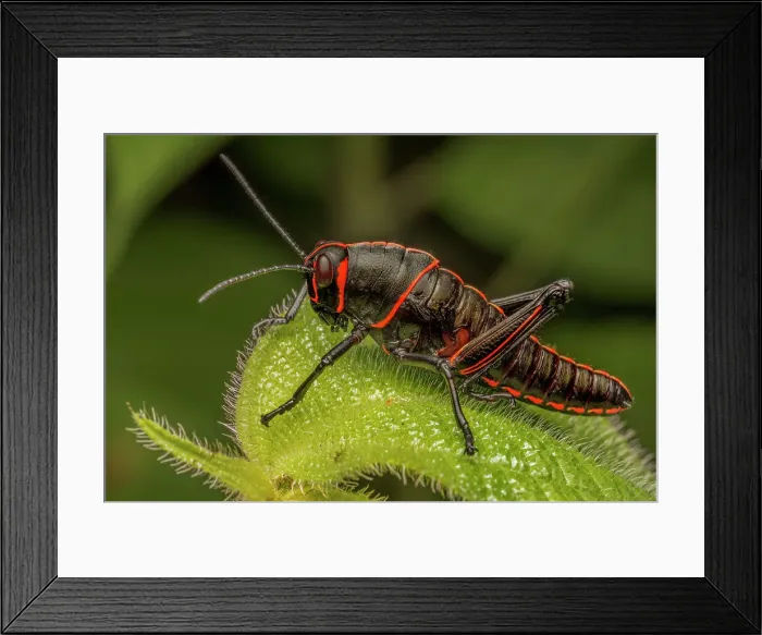 Framed Print : Lubber Grasshopper (Romalea guttata) - nymph, Costa Rica Framed Print : Lubber Grasshopper (Romalea guttata) - nymph, Costa Rica