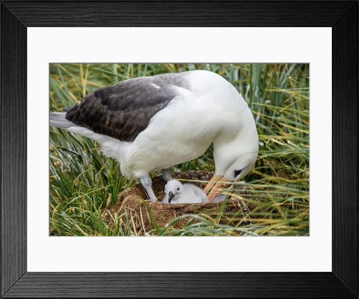 Framed Print : Black-browed albatross (Thalassarche melanophris), West Point Island, East Falkland, Falkland Islands