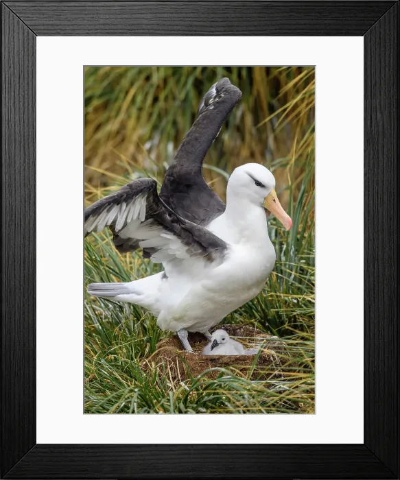 Framed Print : Black-browed albatross (Thalassarche melanophris), West Point Island, East Falkland, Falkland Islands Framed Print : Black-browed albatross (Thalassarche melanophris), West Point Island, East Falkland, Falkland Islands