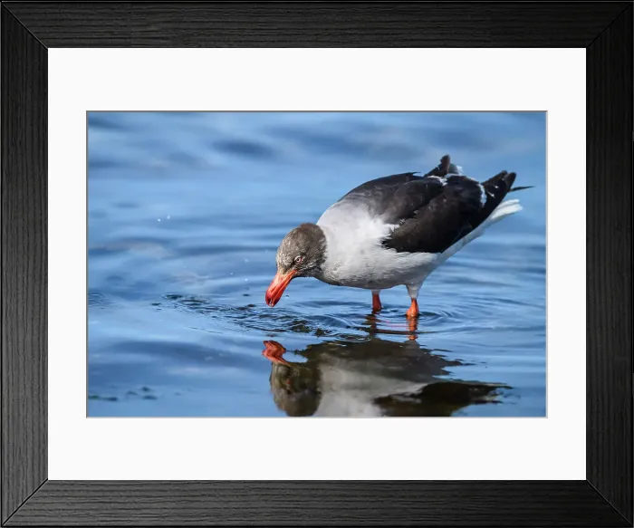 Framed Print : Dolphin gull (Leucophaeus scoresbii), Saunders Island, West Falkland, Falkland Islands Framed Print : Dolphin gull (Leucophaeus scoresbii), Saunders Island, West Falkland, Falkland Islands