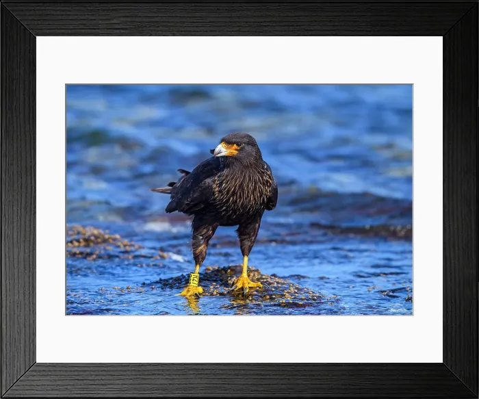 Framed Print : Striated caracara (Phalcoboenus australis), Saunders Island, West Falkland, Falkland Islands Framed Print : Striated caracara (Phalcoboenus australis), Saunders Island, West Falkland, Falkland Islands