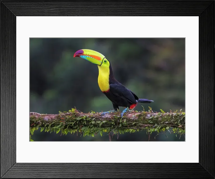 Framed Print : Keel-billed Toucan (Ramphastos sulfuratus), Costa Rica Framed Print : Keel-billed Toucan (Ramphastos sulfuratus), Costa Rica
