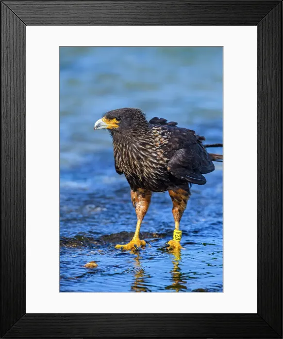Framed Print : Striated caracara (Phalcoboenus australis), Saunders Island, West Falkland, Falkland Islands Framed Print : Striated caracara (Phalcoboenus australis), Saunders Island, West Falkland, Falkland Islands