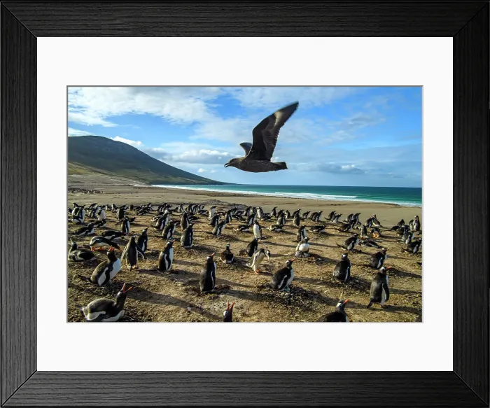 Framed Print : Saunders Island, West Falkland, Falkland Islands Framed Print : Saunders Island, West Falkland, Falkland Islands
