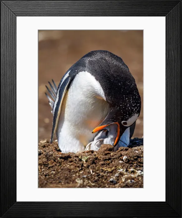 Framed Print : Gentoo penguin (Psygoscelis papua), Volunteer Point, East Falkland, Falkland Islands Framed Print : Gentoo penguin (Psygoscelis papua), Volunteer Point, East Falkland, Falkland Islands