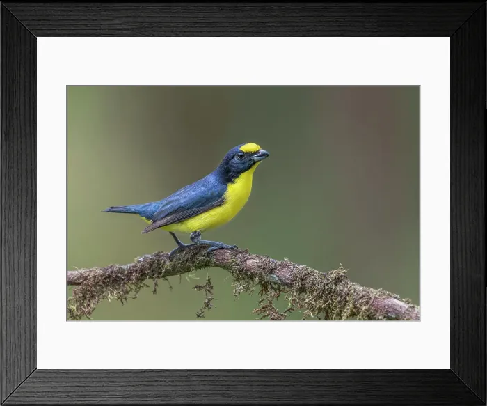 Framed Print : Yellow-throated Euphonia (Euphonia hirundinacea), Costa Rica Framed Print : Yellow-throated Euphonia (Euphonia hirundinacea), Costa Rica