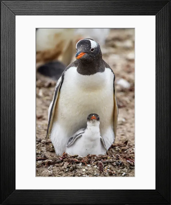 Framed Print : Gentoo penguin (Psygoscelis papua), Saunders Island, West Falkland, Falkland Islands Framed Print : Gentoo penguin (Psygoscelis papua), Saunders Island, West Falkland, Falkland Islands