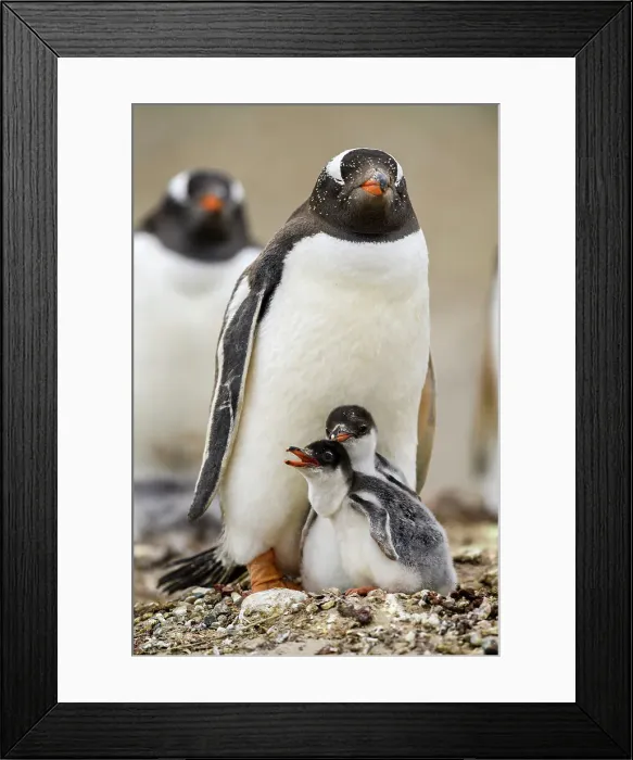 Framed Print : Gentoo penguin (Psygoscelis papua), Saunders Island, West Falkland, Falkland Islands