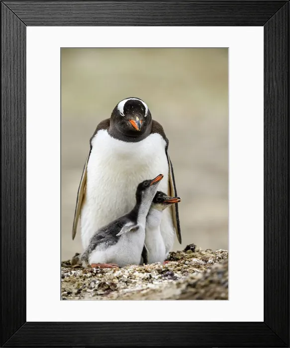 Framed Print : Gentoo penguin (Psygoscelis papua), Saunders Island, West Falkland, Falkland Islands Framed Print : Gentoo penguin (Psygoscelis papua), Saunders Island, West Falkland, Falkland Islands