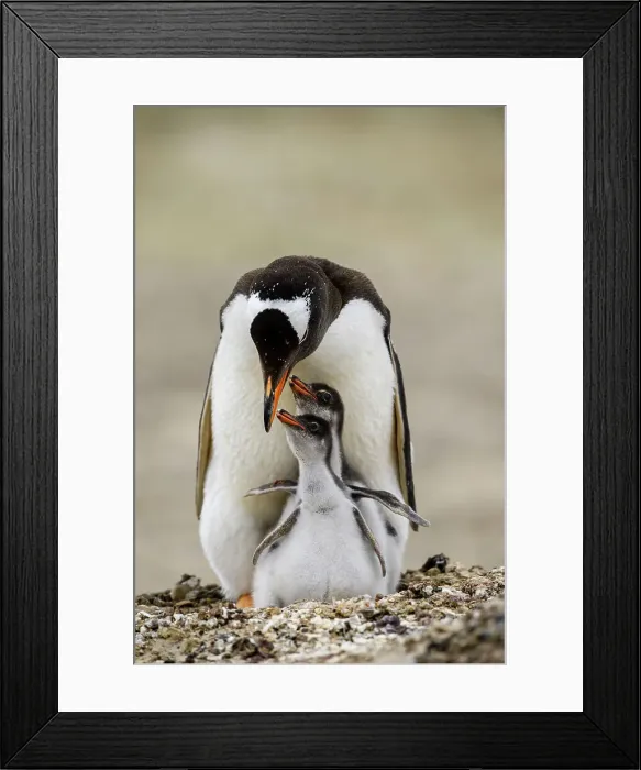 Framed Print : Gentoo penguin (Psygoscelis papua), Saunders Island, West Falkland, Falkland Islands Framed Print : Gentoo penguin (Psygoscelis papua), Saunders Island, West Falkland, Falkland Islands