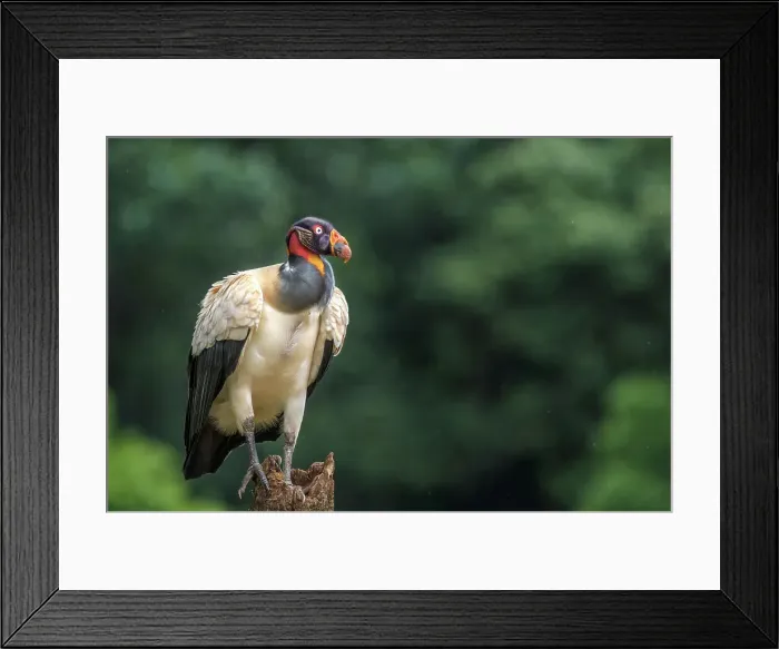 Framed Print : King Vulture (Sarcoramphus papa) Costa Rica Framed Print : King Vulture (Sarcoramphus papa) Costa Rica