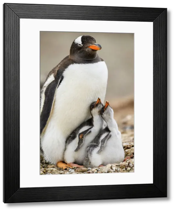 Framed Print : Gentoo penguin (Psygoscelis papua), Saunders Island, West Falkland, Falkland Islands Framed Print : Gentoo penguin (Psygoscelis papua), Saunders Island, West Falkland, Falkland Islands