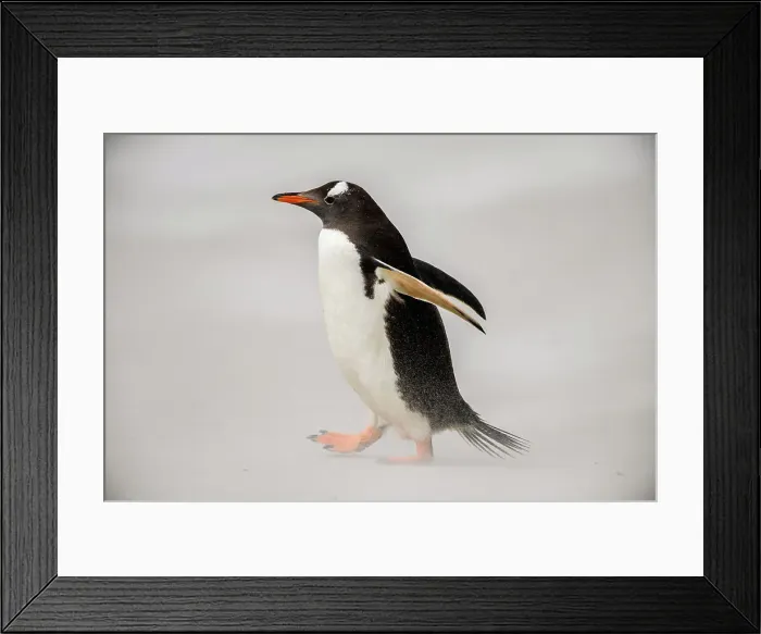 Framed Print : Gentoo penguin (Psygoscelis papua), Saunders Island, West Falkland, Falkland Islands Framed Print : Gentoo penguin (Psygoscelis papua), Saunders Island, West Falkland, Falkland Islands