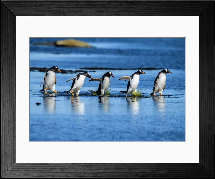 Framed Print : Gentoo penguin (Psygoscelis papua), Sea Lion Island, East Falkland, Falkland Islands