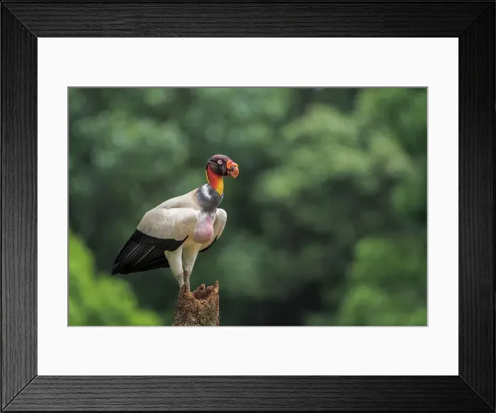 Framed Print : King Vulture (Sarcoramphus papa) Costa Rica Framed Print : King Vulture (Sarcoramphus papa) Costa Rica