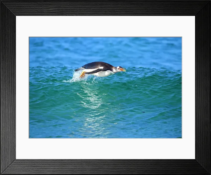 Framed Print : Gentoo penguin (Psygoscelis papua) Swimming in to shore, Sea Lion Island, East Falkland, Falkland Islands Framed Print : Gentoo penguin (Psygoscelis papua) Swimming in to shore, Sea Lion Island, East Falkland, Falkland Islands