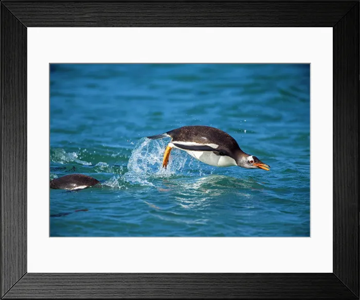 Framed Print : Gentoo penguin (Psygoscelis papua) Swimming in to shore, Sea Lion Island, East Falkland, Falkland Islands Framed Print : Gentoo penguin (Psygoscelis papua) Swimming in to shore, Sea Lion Island, East Falkland, Falkland Islands