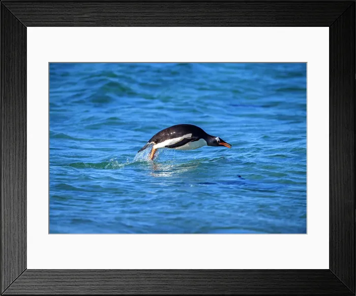 Framed Print : Gentoo penguin (Psygoscelis papua) Swimming in to shore, Sea Lion Island, East Falkland, Falkland Islands Framed Print : Gentoo penguin (Psygoscelis papua) Swimming in to shore, Sea Lion Island, East Falkland, Falkland Islands