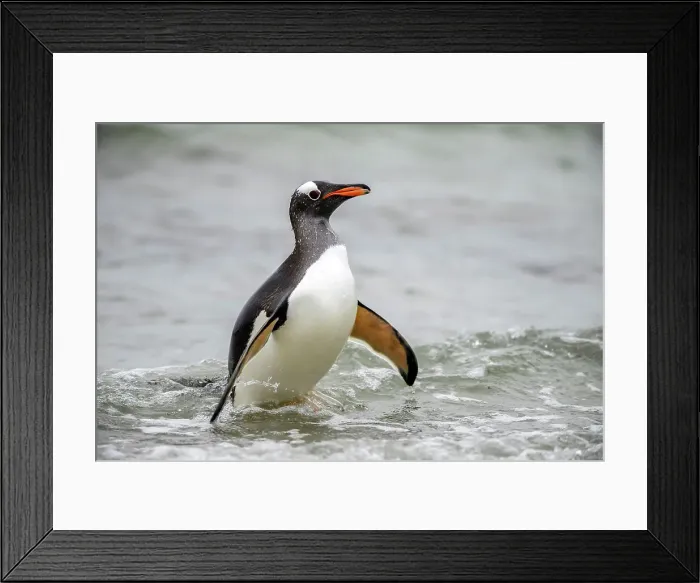 Framed Print : Gentoo penguin (Psygoscelis papua) Emerging from surf to return to colony, Saunders Island, West Falkland, Falkland Islands Framed Print : Gentoo penguin (Psygoscelis papua) Emerging from surf to return to colony, Saunders Island, West Falkland, Falkland Islands