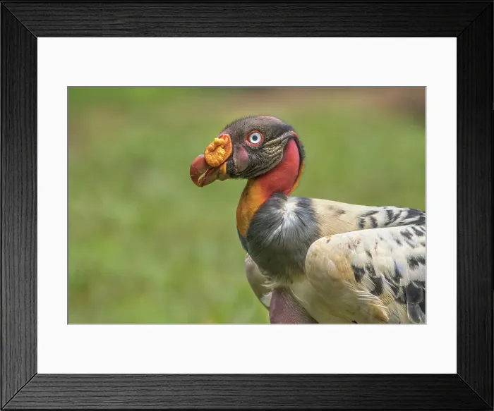 Framed Print : King Vulture (Sarcoramphus papa) Costa Rica Framed Print : King Vulture (Sarcoramphus papa) Costa Rica