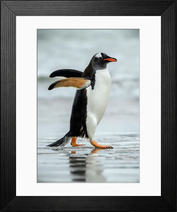 Framed Print : Gentoo penguin (Psygoscelis papua) Emerging from surf to return to colony, Saunders Island, West Falkland, Falkland Islands Framed Print : Gentoo penguin (Psygoscelis papua) Emerging from surf to return to colony, Saunders Island, West Falkland, Falkland Islands