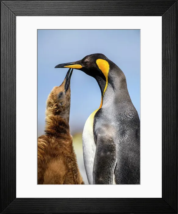 Framed Print : King penguin (Aptenodytes patagonicus) Juvenile begging for food from adult, Volunteer Point, East Falkland, Falkland Islands Framed Print : King penguin (Aptenodytes patagonicus) Juvenile begging for food from adult, Volunteer Point, East Falkland, Falkland Islands