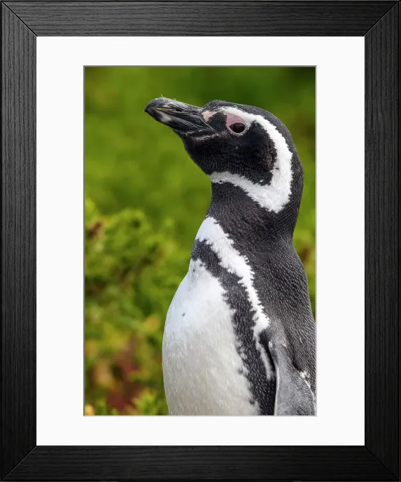 Framed Print : Magellanic penguin (Spheniscus magellanicus), Carcass Island, West Falkland, Falkland Islands Framed Print : Magellanic penguin (Spheniscus magellanicus), Carcass Island, West Falkland, Falkland Islands