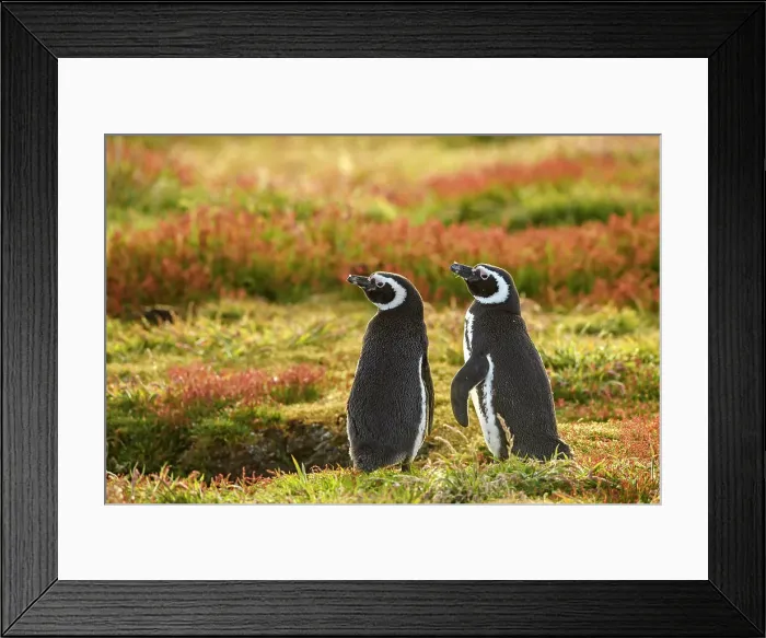 Framed Print : Magellanic penguin (Spheniscus magellanicus), Sea Lion Island, East Falkland, Falkland Islands Framed Print : Magellanic penguin (Spheniscus magellanicus), Sea Lion Island, East Falkland, Falkland Islands