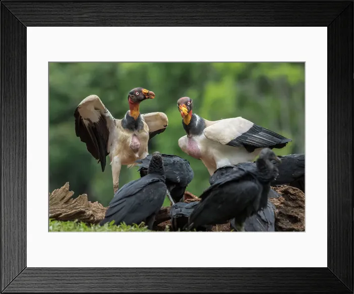 Framed Print : King Vulture (Sarcoramphus papa) Costa Rica