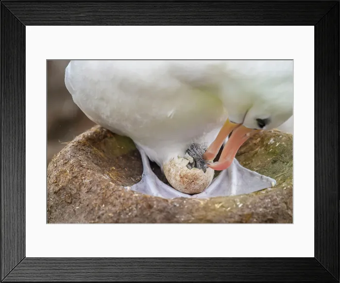 Framed Print : Black-browed albatross (Thalassarche melanophris) Adult assisting hatching chick, West Point Island, East Falkland, Falkland Islands Framed Print : Black-browed albatross (Thalassarche melanophris) Adult assisting hatching chick, West Point Island, East Falkland, Falkland Islands