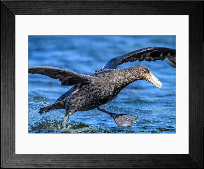 Framed Print : Southern giant petrel (Macronectes giganteus) taking off in windy conditions, Saunders Island, West Falkland, Falkland Islands Framed Print : Southern giant petrel (Macronectes giganteus) taking off in windy conditions, Saunders Island, West Falkland, Falkland Islands