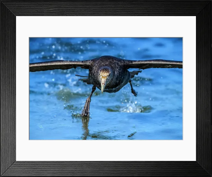 Framed Print : Southern giant petrel (Macronectes giganteus) taking off in windy conditions, Saunders Island, West Falkland, Falkland Islands Framed Print : Southern giant petrel (Macronectes giganteus) taking off in windy conditions, Saunders Island, West Falkland, Falkland Islands