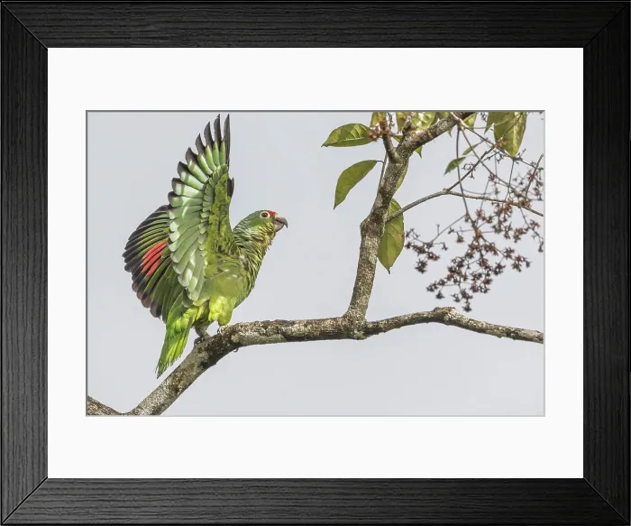 Framed Print : Red-lored Parrot (Amazona autumnalis), Costa Rica Framed Print : Red-lored Parrot (Amazona autumnalis), Costa Rica