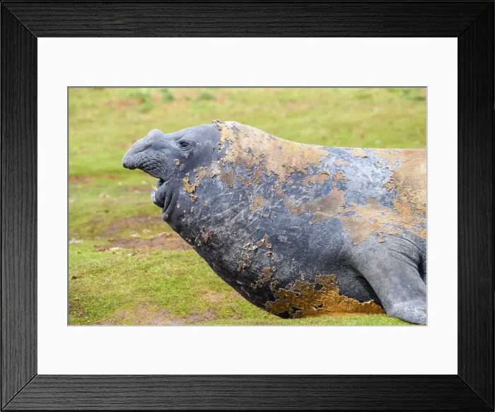 Framed Print : Southern elephant seal (Mirounga leonina), Carcass Island, West Falkland, Falkland Islands