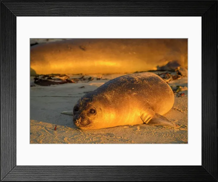 Framed Print : Southern elephant seal (Mirounga leonina), Sea Lion Island, East Falkland, Falkland Islands