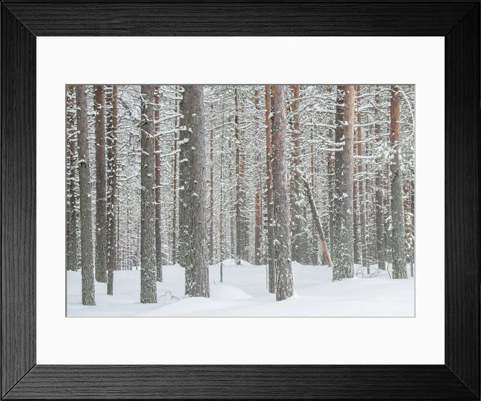 Framed Print : Pine trees forest found near the Riisitunturi National Park, Lapland, Northern Finland Framed Print : Pine trees forest found near the Riisitunturi National Park, Lapland, Northern Finland