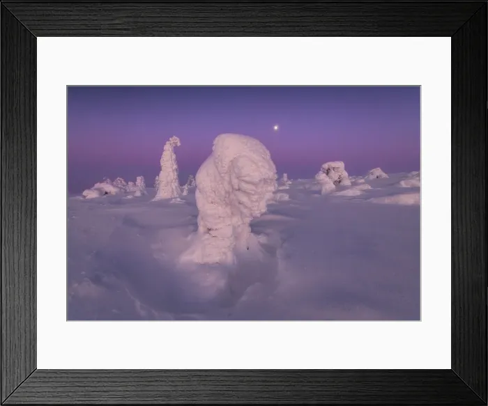 Framed Print : Venus Belt over the frozen trees of Kuertunturi, in the Yllas-Pallastunturi National Park, Lapland, Finland