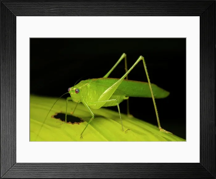 Framed Print : Katydid, Costa Rica Framed Print : Katydid, Costa Rica