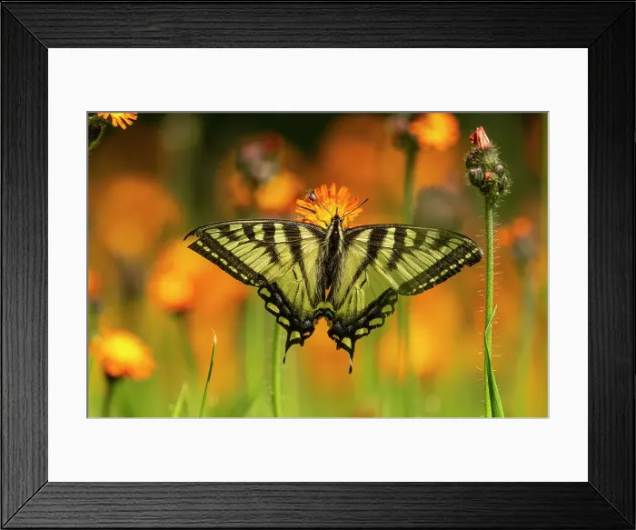 Framed Print : Canadian tiger swallowtail (Papilio Canadensis), Greater Sudbury, Ontario, Canada Framed Print : Canadian tiger swallowtail (Papilio Canadensis), Greater Sudbury, Ontario, Canada