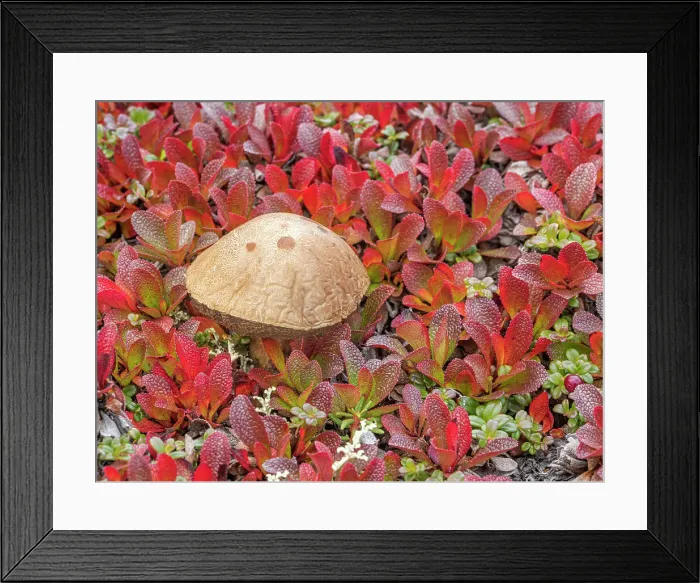 Framed Print : Bolete mushroom on the autumn tundra, Nunavik, Quebec, Canada Framed Print : Bolete mushroom on the autumn tundra, Nunavik, Quebec, Canada