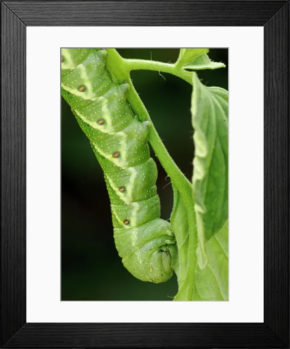 Framed Print : Tomato hornworm (Manduca quinquemaculata) caterpillar eating tomato plant, Greater Sudbury (Lively), Ontario, Canada Framed Print : Tomato hornworm (Manduca quinquemaculata) caterpillar eating tomato plant, Greater Sudbury (Lively), Ontario, Canada