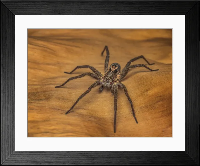 Framed Print : Wolf Spider, Turrialba, Cartago, Costa Rica Framed Print : Wolf Spider, Turrialba, Cartago, Costa Rica