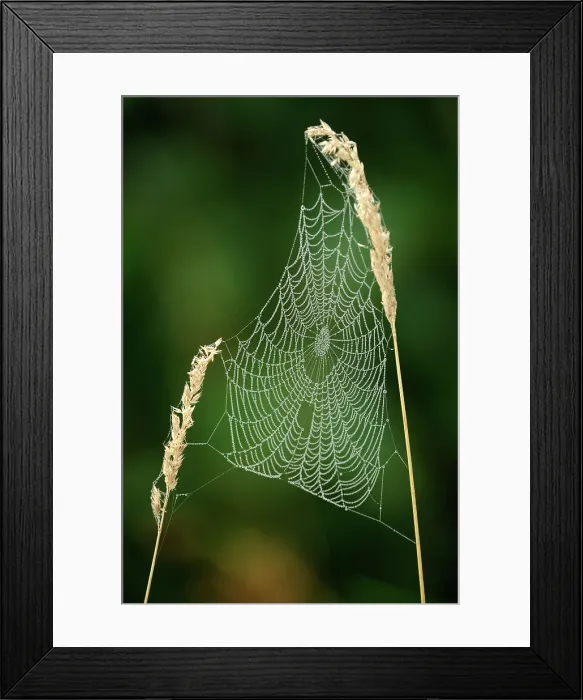 Framed Print : Dewy orb web constructed in stalk of grass, Lively, Ontario, Canada Framed Print : Dewy orb web constructed in stalk of grass, Lively, Ontario, Canada