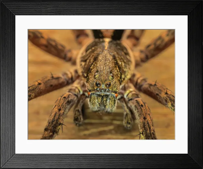 Framed Print : Wolf Spider, Turrialba, Cartago, Costa Rica Framed Print : Wolf Spider, Turrialba, Cartago, Costa Rica
