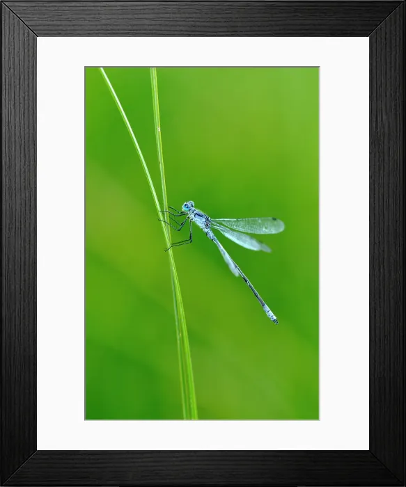 Framed Print : Damselfly perched on marsh grasses at dusk, Waterton Lakes National Park, Alberta, Canada Framed Print : Damselfly perched on marsh grasses at dusk, Waterton Lakes National Park, Alberta, Canada