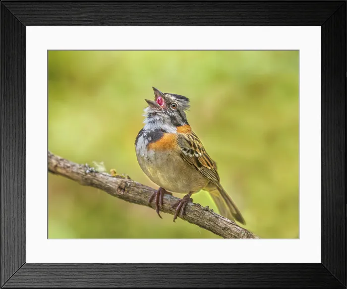 Framed Print : Rufous-collared Sparrow (Zonotrichia capensis), Turrialba, Cartago, Costa Rica Framed Print : Rufous-collared Sparrow (Zonotrichia capensis), Turrialba, Cartago, Costa Rica