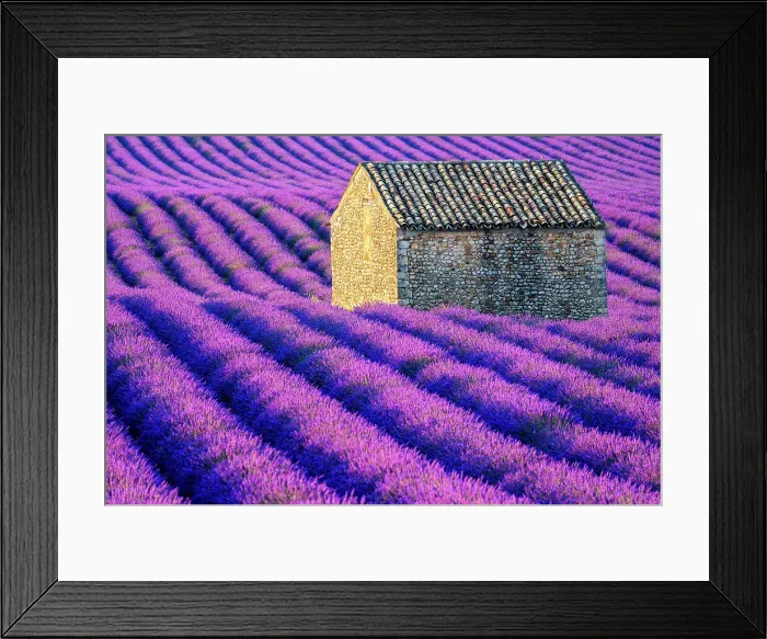 Framed Print : Plateau de Valensole, Lavender Fields, Provence, Alpes de Haute Provence, France Framed Print : Plateau de Valensole, Lavender Fields, Provence, Alpes de Haute Provence, France